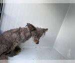 TITO - Male Mutt Dog for Adoption - Small photo