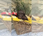 Small #3 Labradoodle