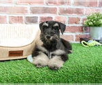 Small #4 Schnauzer (Miniature)