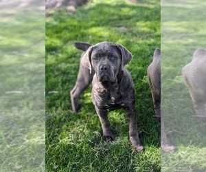 Cane Corso Puppy for Sale in KIRKWOOD, Pennsylvania USA