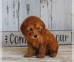 Small Photo #2 Poodle (Toy) Puppy For Sale in FREDERICKSBURG, OH, USA