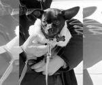 Small #4 Chihuahua Mix
