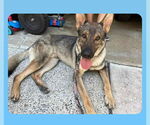 Small #2 German Shepherd Dog