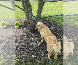 Mother of the Golden Retriever puppies born on 05/06/2025