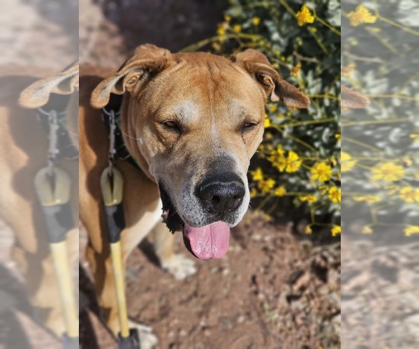 Medium Photo #5 Mutt Puppy For Sale in phoenix, AZ, USA