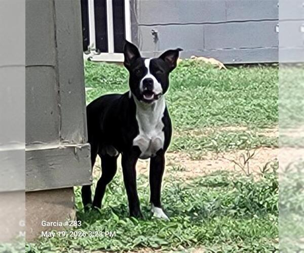 Medium Photo #1 American Staffordshire Terrier-Unknown Mix Puppy For Sale in San Antonio, TX, USA