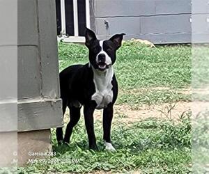 American Staffordshire Terrier-Unknown Mix Dogs for adoption in San Antonio, TX, USA