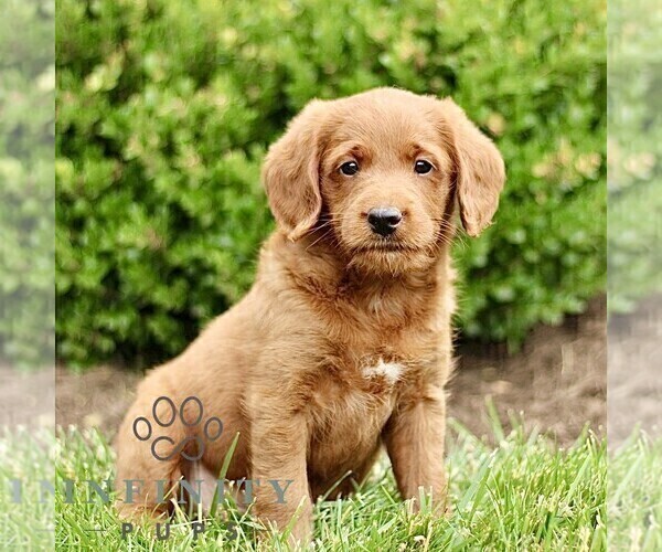 Medium Photo #1 Miniature Labradoodle Puppy For Sale in STRASBURG, PA, USA