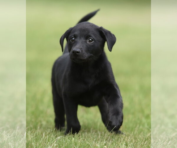 Medium Photo #2 Borador Puppy For Sale in Mechanicsburg, PA, USA