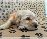Small #7 Golden Retriever