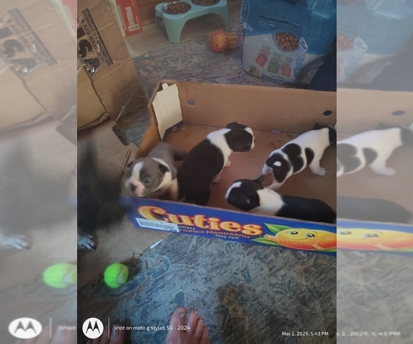 Medium Photo #1 Boston Terrier Puppy For Sale in BAMBERG, SC, USA