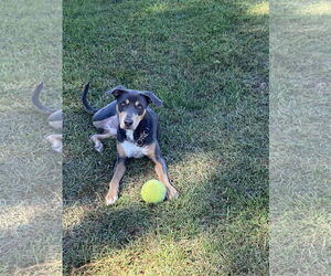 Doberman Pinscher-Unknown Mix Dogs for adoption in Rockaway, NJ, USA