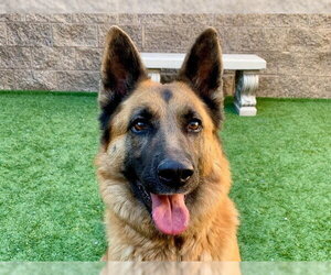 German Shepherd Dog-Unknown Mix Dogs for adoption in Moreno Valley, CA, USA