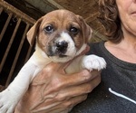 Small #3 Jack Russell Terrier