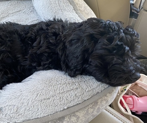 Medium Photo #1 Shih-Poo Puppy For Sale in SAINTE GENEVIEVE, MO, USA