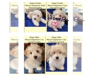 Coton de Tulear Puppy for sale in LISLE, IL, USA