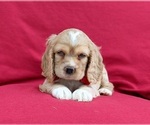 Small Photo #4 Cocker Spaniel Puppy For Sale in DELTA, PA, USA