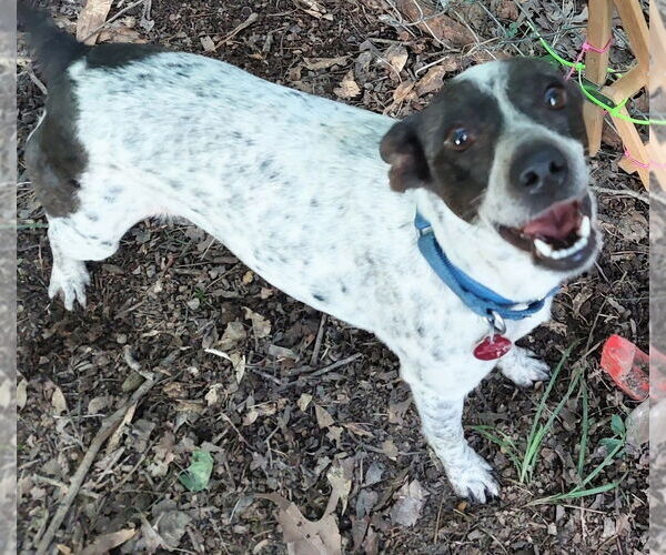 Medium Photo #3 Jack Russell Terrier-Unknown Mix Puppy For Sale in Boston, MA, USA