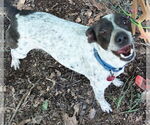 Small #2 Jack Russell Terrier Mix