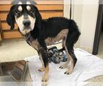 Small #1 Beagle-Huskies  Mix