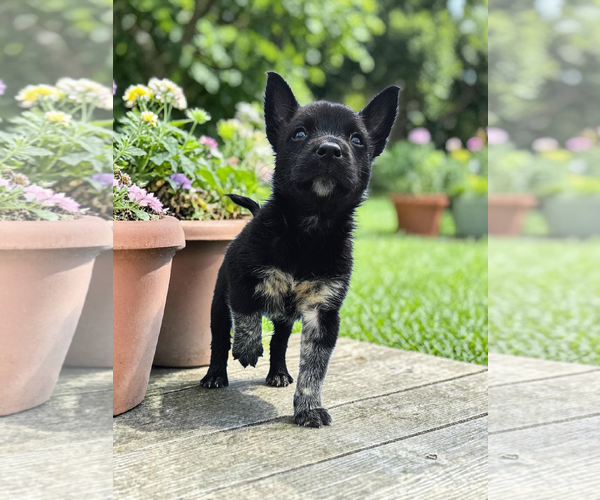 Medium Photo #5 Mutt Puppy For Sale in McKinney, TX, USA