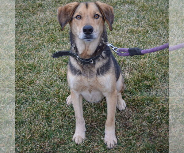 Medium Photo #3 Collie-German Shepherd Dog Mix Puppy For Sale in Huntley, IL, USA
