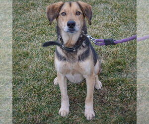 Hodie - Male Collie-German Shepherd Dog Mix Dog for Adoption - Photo #3