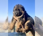 Small #4 German Shepherd Dog