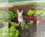 Puppiccino - Female Siberian Husky-Unknown Mix Dog for Adoption - Small photo