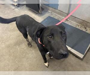 Shepradors Dogs for adoption in Camarillo, CA, USA