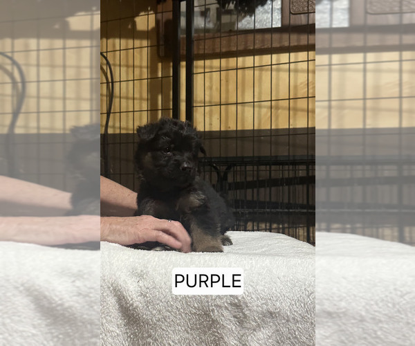 Medium Photo #1 German Shepherd Dog Puppy For Sale in LA FAYETTE, NY, USA