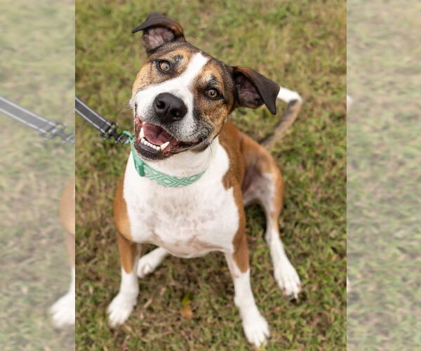 Medium Photo #3 Mutt Puppy For Sale in Cary, NC, USA