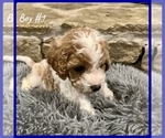 Small Photo #3 Cavapoo Puppy For Sale in EL RENO, OK, USA