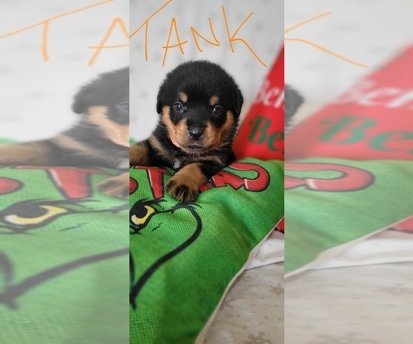 Medium Photo #1 Rottweiler Puppy For Sale in GENEVA, NY, USA