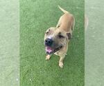 Small #1 Mastiff Mix