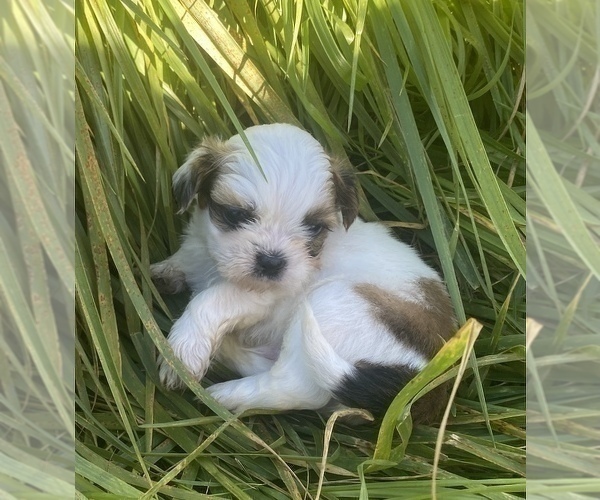 Medium Photo #11 Shih Tzu Puppy For Sale in VENETA, OR, USA