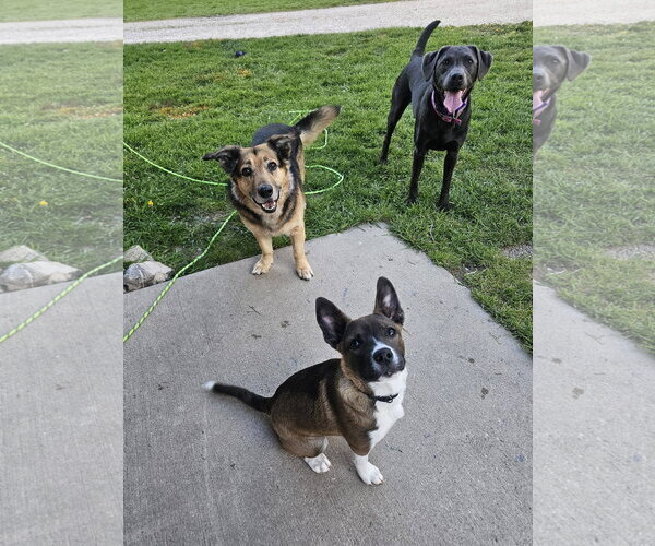 Medium Photo #2 Labsky Puppy For Sale in Sheboygan, WI, USA