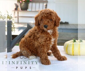 Goldendoodle (Miniature) Puppy for sale in EPHRATA, PA, USA