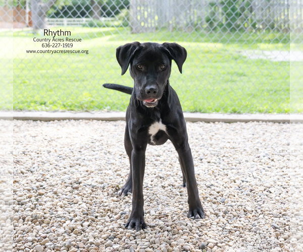 Medium Photo #7 Retriever -Unknown Mix Puppy For Sale in Manchester, MO, USA
