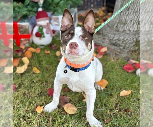 Medium Photo #3 Staffordshire Bull Terrier-Unknown Mix Puppy For Sale in Long Beach, CA, USA