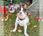 Small #2 Staffordshire Bull Terrier Mix
