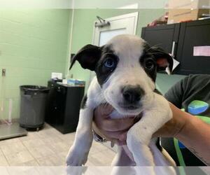 American Staffordshire Terrier-Unknown Mix Dogs for adoption in Grand Prairie, TX, USA