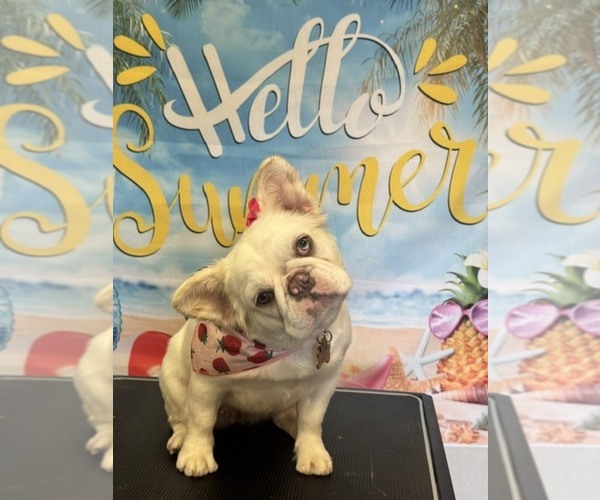 Medium Photo #1 French Bulldog Puppy For Sale in Fresno, CA, USA