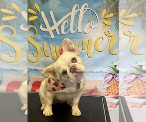French Bulldog Puppy for Sale in Fresno, California USA