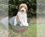 Small #2 Goldendoodle (Miniature)