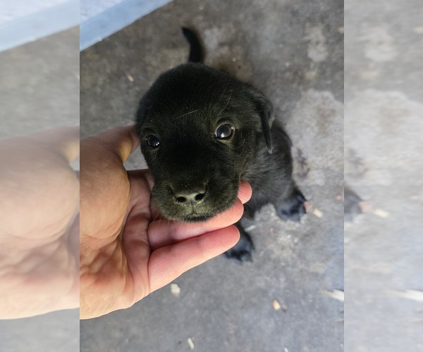 Medium Photo #6 Labrador Retriever Puppy For Sale in REXFORD, NY, USA