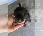 Small #5 Labrador Retriever