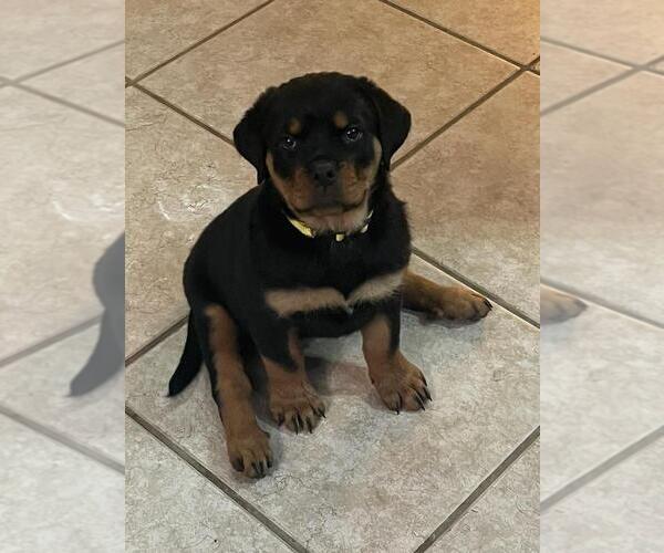 Medium Photo #6 Rottweiler Puppy For Sale in SARASOTA, FL, USA