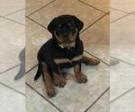 Small #5 Rottweiler