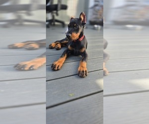 Doberman Pinscher Puppy for sale in WHEELING, IL, USA
